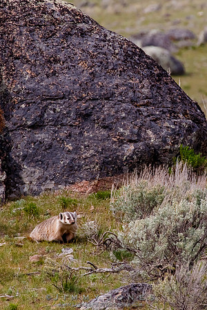 Badger