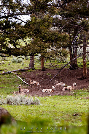 Big Horn Sheep Ewes