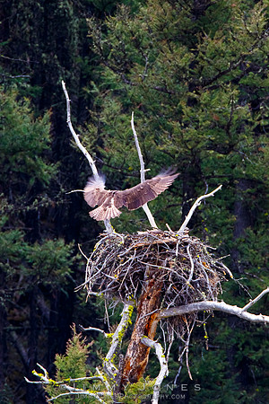 Osprey at Nest