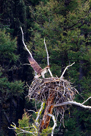 Osprey at Nest