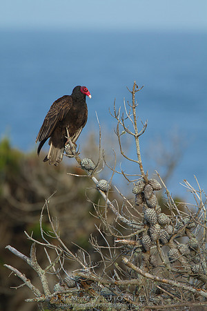 Turkey Vulture