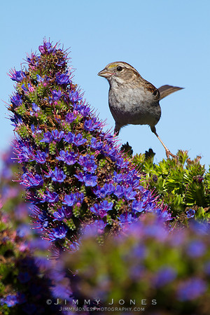 White-throated Sparrow X Dark-eyed Junco hybrid
