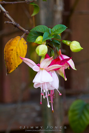 Hybrid Fuchsia