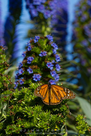 Monarch Butterfly