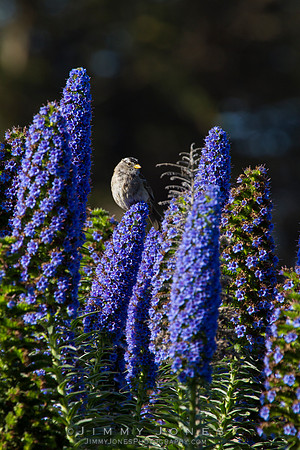 White-crowned Sparrow