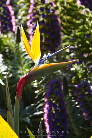 Bird of Paradise