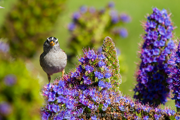 White-crowned Sparrow