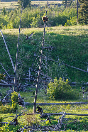 Black Bears