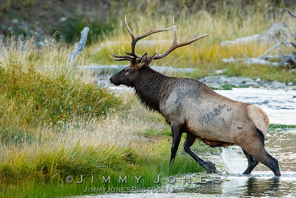 Bull Elk
