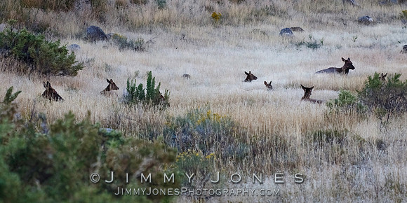 Elk Cows in the Grass