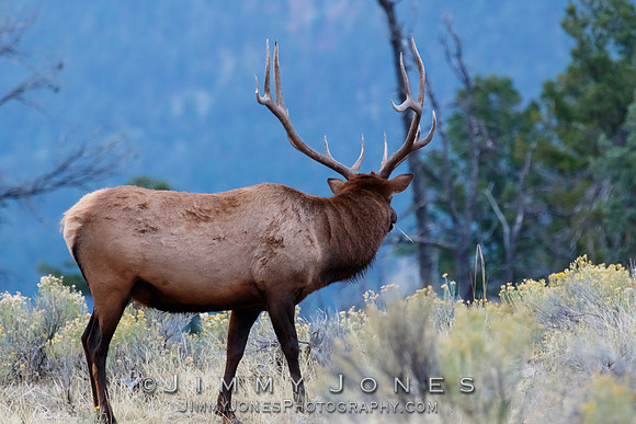 Bull Elk