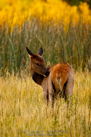 Elk Calf