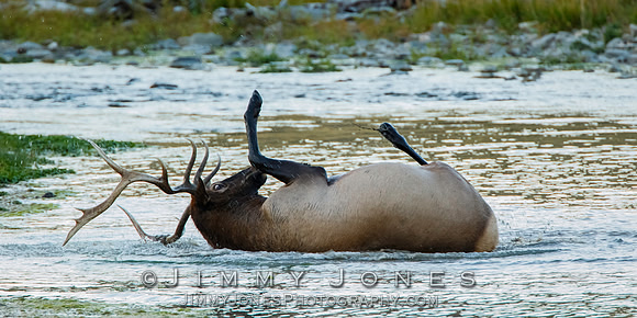 Bull Elk