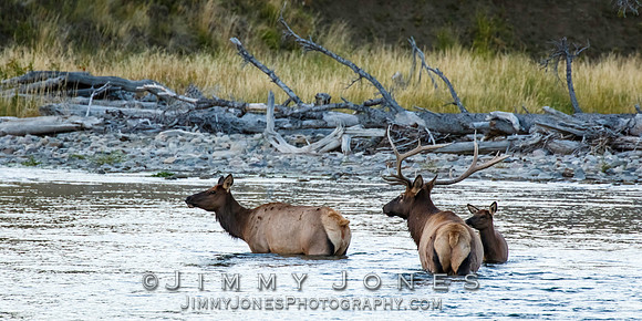 Bull Elk, Cow, and Calf