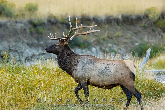 Bull Elk