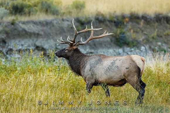 Bull Elk