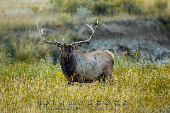 Bull Elk