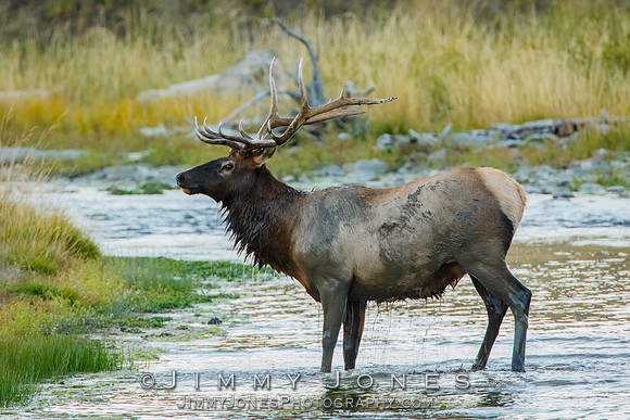 Bull Elk
