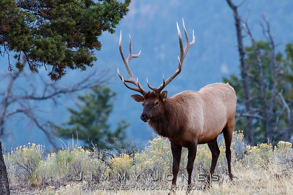 Bull Elk
