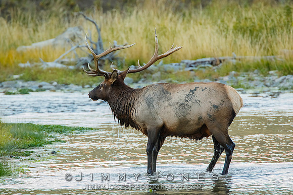 Bull Elk