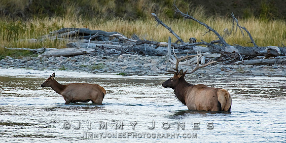 Bull Elk, with Cow