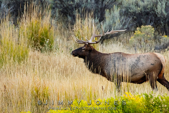 Bull Elk
