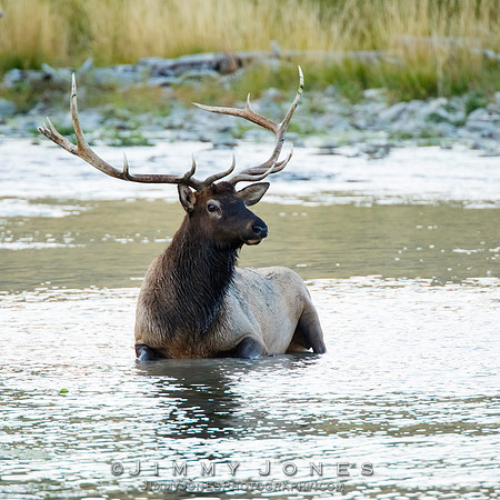 Bull Elk