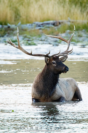 Bull Elk