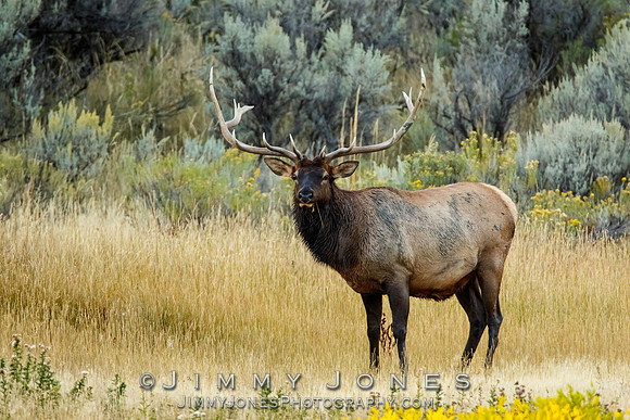 Bull Elk