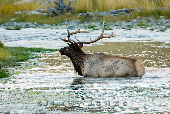 Bull Elk