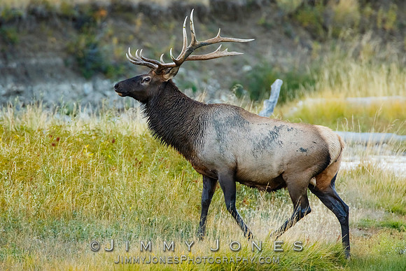 Bull Elk