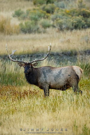 Bull Elk