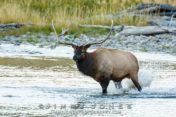 Bull Elk