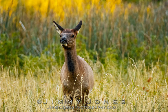 Elk Calf