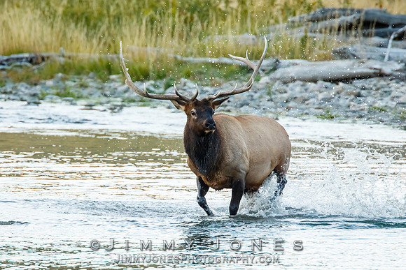 Bull Elk