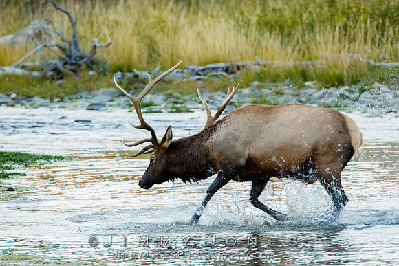 Bull Elk
