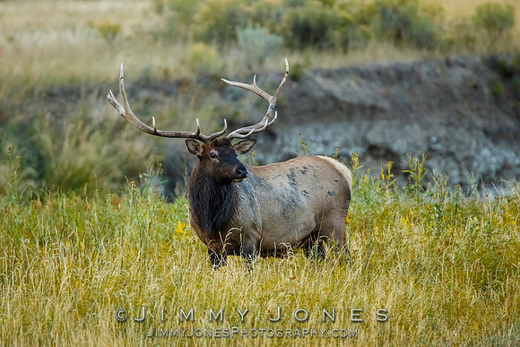 Bull Elk