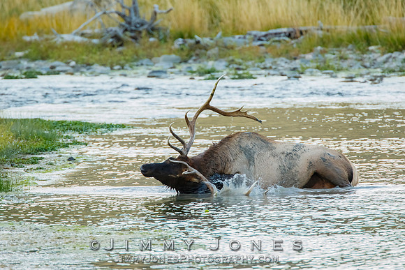 Bull Elk