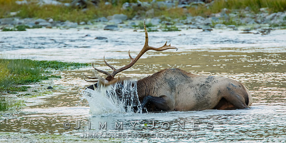 Bull Elk