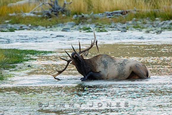 Bull Elk