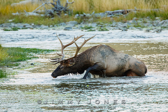 Bull Elk