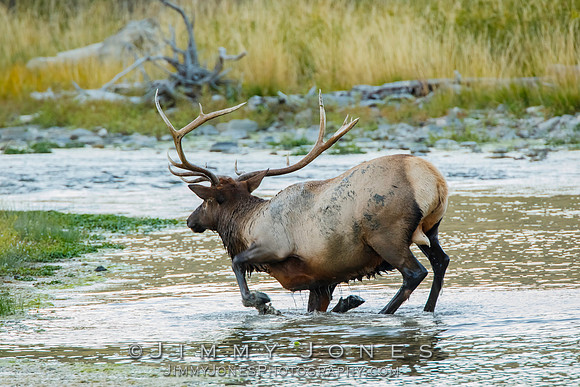 Bull Elk