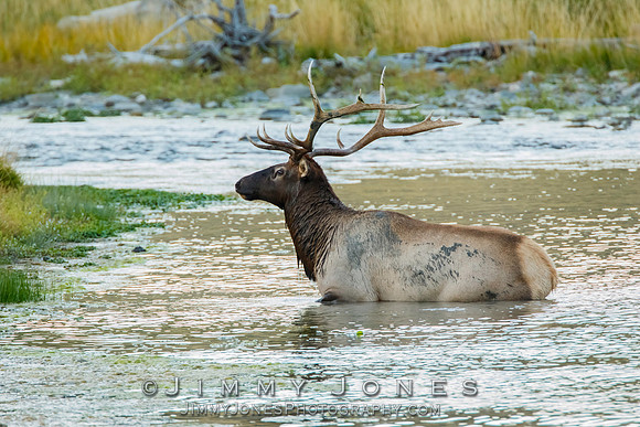 Bull Elk