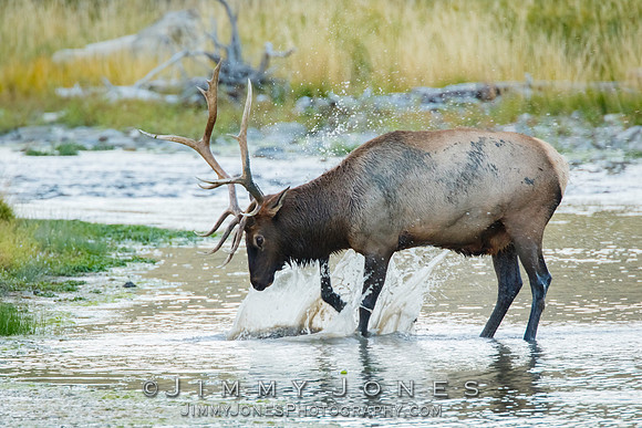 Bull Elk