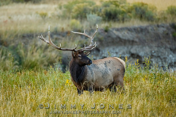 Bull Elk