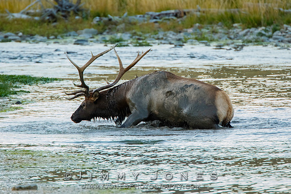 Bull Elk