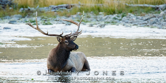 Bull Elk