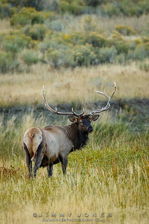 Bull Elk