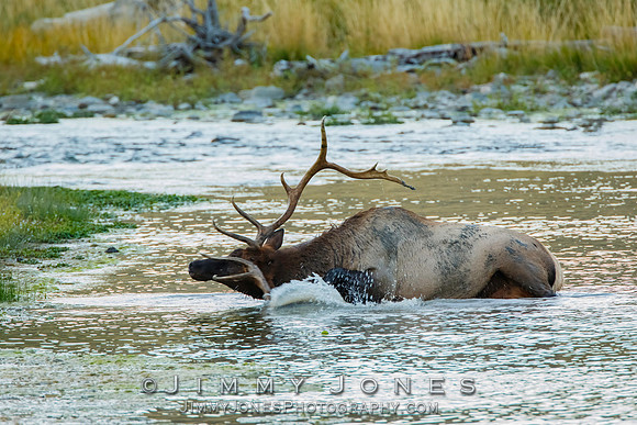Bull Elk