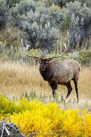 Bull Elk